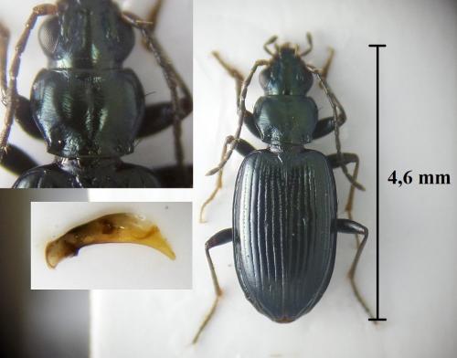 Bembidion atrocaeruleum